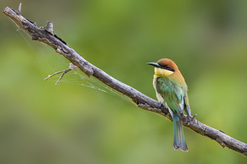 Chestnut-headed Bee-eater - Merops leschenaulti, beautiful colorful bee-eater from Sri Lankan woodlands and bushes.