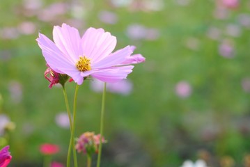 pink cosmos flower blooming in the field
