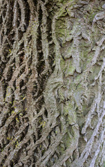 chestnut tree trunk detail texture