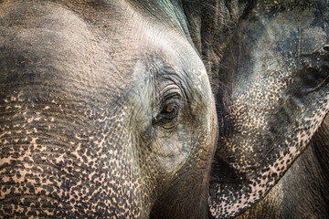 Naklejka premium asian elephant background