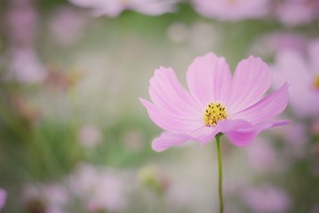 pink cosmos flower blooming in the field
