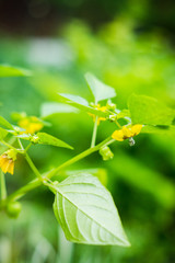 Physalis angulata in the garden. Selective focus. 