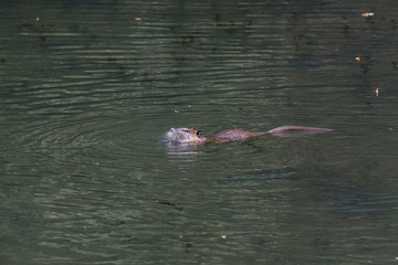 Obraz premium Biber in seinem Revier
