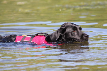 Labrador Hund schwimmt mit Schwimmweste