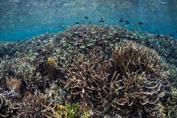 Fragile Coral Reef in Komodo National Park