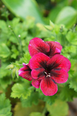 Pelargonium clarion dark red flowers with green vertical