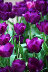 close up of beautiful blooming tulip flower