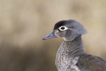 beautiful wood duck in spring