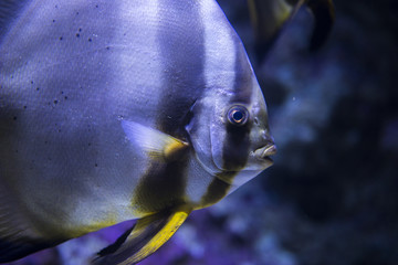 Fish in the deep blue sea 