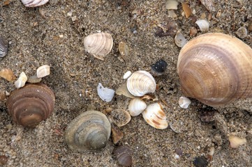 sea shell at the beach