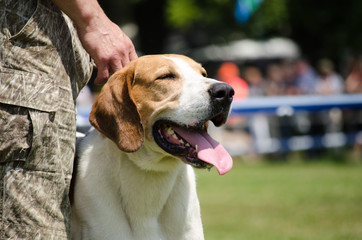 Detailed portrait of head of foxhound dog, brown and white color, looking up, copy space
