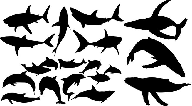 2 230 最適な 歯クジラ 画像 ストック写真 ベクター Adobe Stock