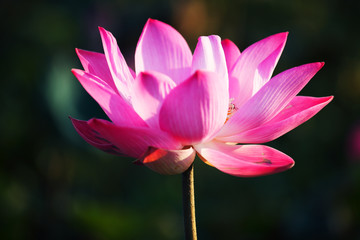 Obraz premium close up of beautiful blooming pink lotus flower