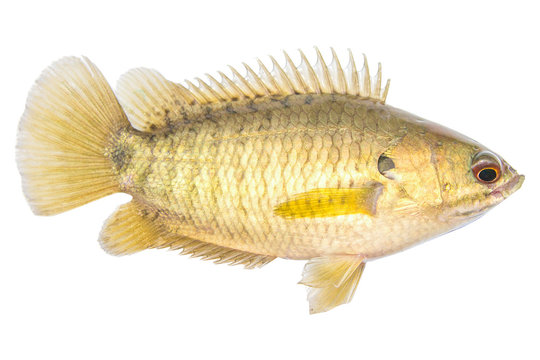 Climbing perch or Climbing gourami,Gold Fish,Isolated white background