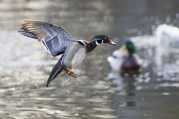 beautiful wood duck in spring