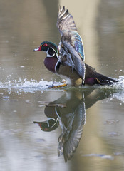 beautiful wood duck in spring
