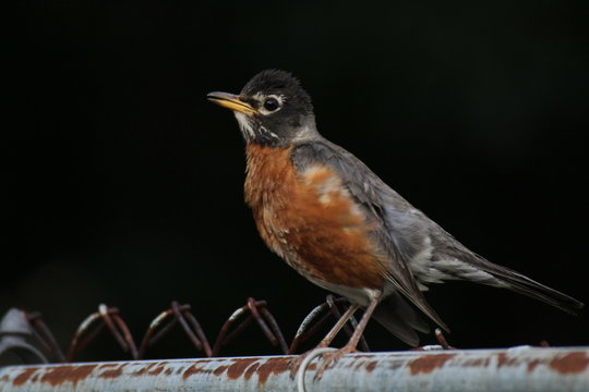 A Robin On  A Rusty Fence