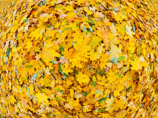 Autumn background with yellow fall foliage