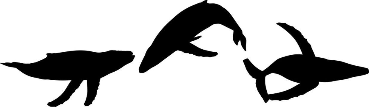 クジラのシルエット Stock Vector Adobe Stock