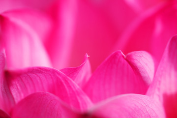 close up of beautiful pink lotus flower petal