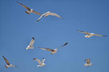 bando de gaivotas 2