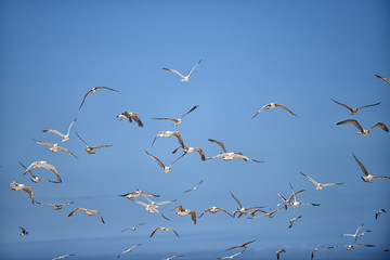 bando de gaivotas 1