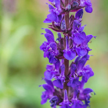 Salvia Blue Queen