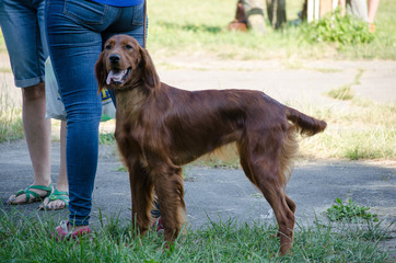 Irish setter stay on a road. Hunting dog.
