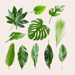 Set of different tropical leaves on light background