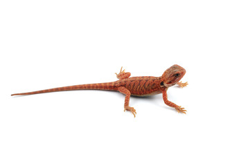 Bearded Dragon isolated on white background