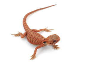 Bearded Dragon isolated on white background