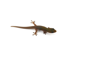 Madagascar gecko isolated on white background
