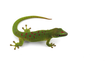 Madagascar gecko isolated on white background
