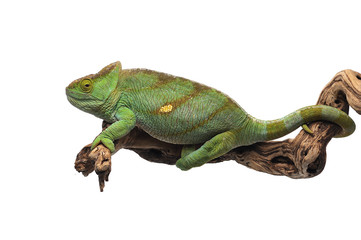 The Parson's chameleon isolated on white background