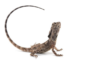 Naklejka premium frilled lizard isolated on white background