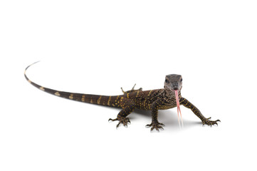 The black roughneck monitor lizard isolated on white background