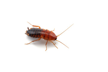 Giant cockroach isolated on white background
