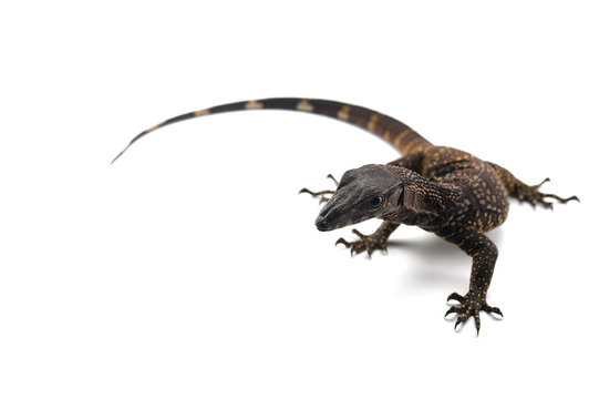 The black roughneck monitor lizard isolated on white background