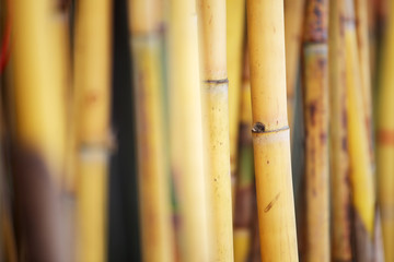 texture of golden bamboo plant background