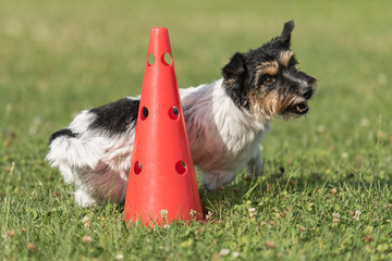 Small dog circulates on a cone - Cute Jack Russell Terrier doggy obedient while doing sports