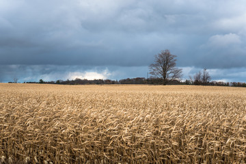 Stormy Clouds Looming over a Corn Field in the Countryside of Ontario, Cnada, on a Windy Autumn Day