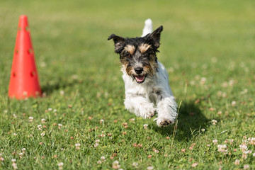 Small dog circulates on a cone - Cute Jack Russell Terrier doggy obedient while doing sports