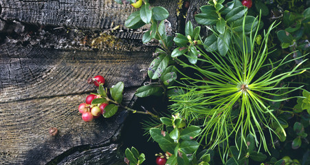 Red cowberry berries growing in forest. Panorama.