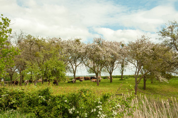 Cattle grazing in a springtime meadow.