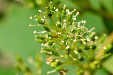 Knospen einer Weintraubenblüte