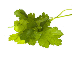 parsley isolated on white background