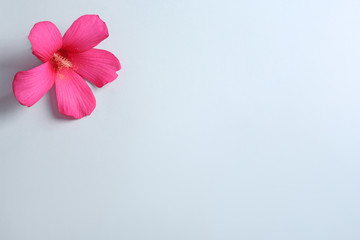 Beautiful tropical Hibiscus flower on color background with space for design, top view