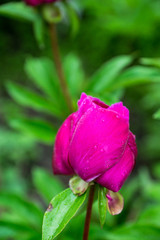 Blooming peony in the garden. Selective focus.
