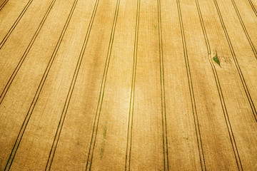 Agriculture field from air