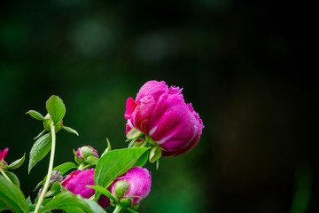 Blooming peony in the garden. Selective focus.
